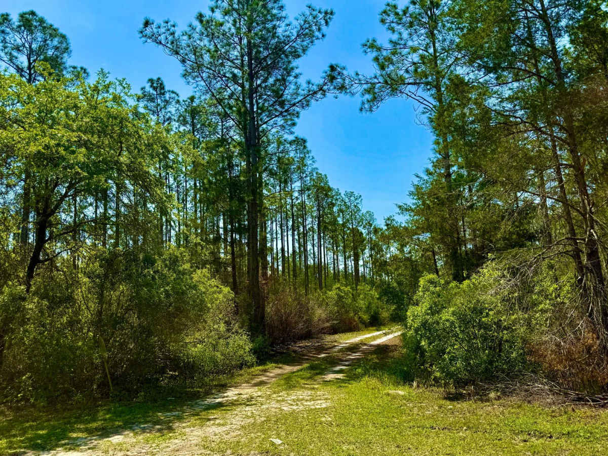 SFR 21 South trail photo