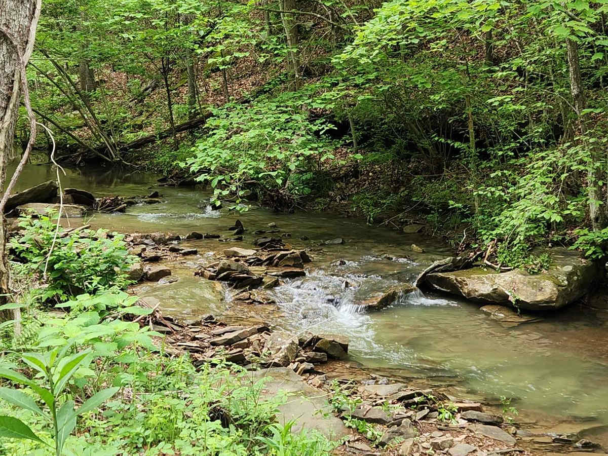 Forest Road 16 trail photo