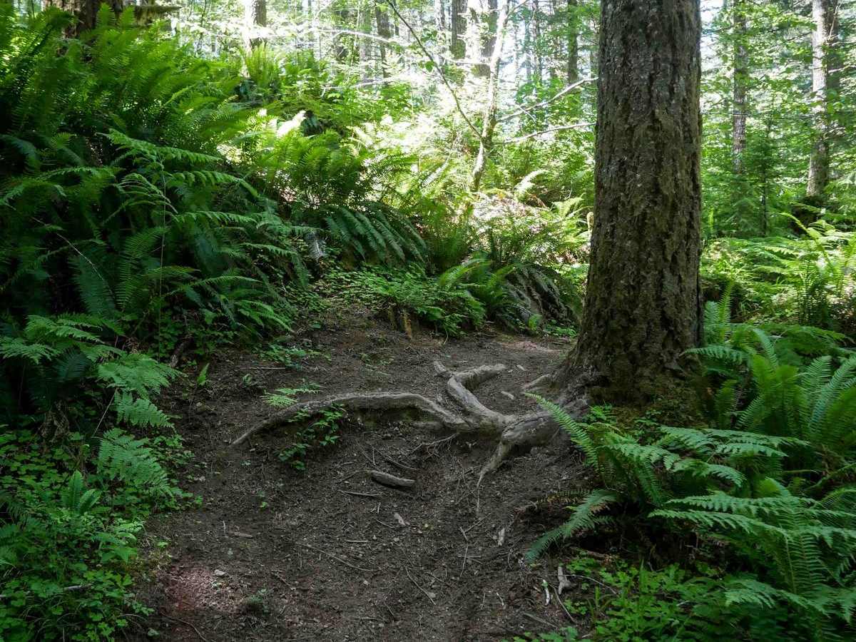 Payne #77 (Part 1) trail photo