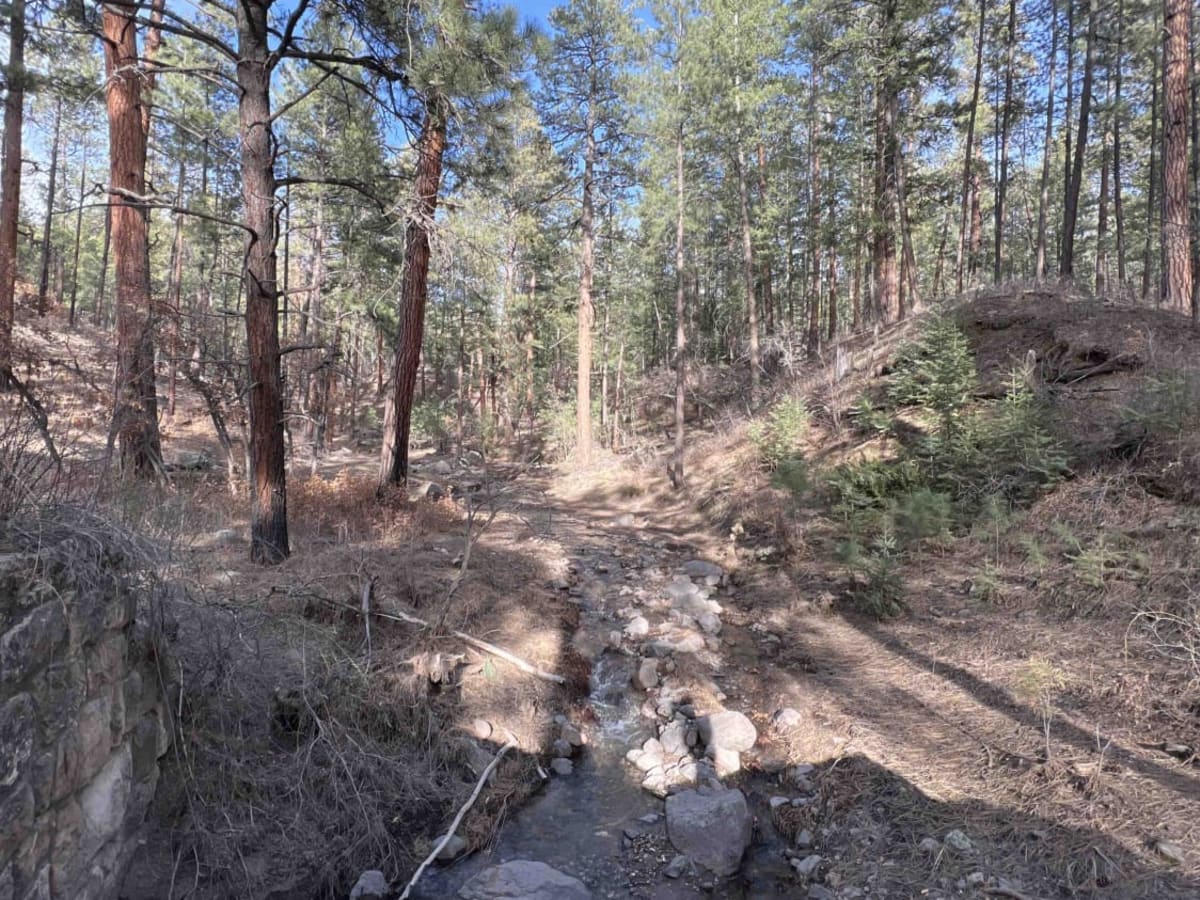 Forest Service Road 10 photo 5