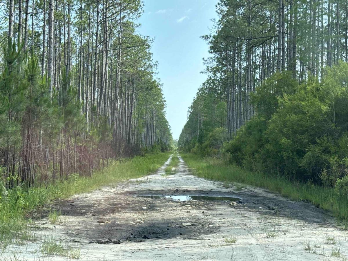 Warren Bluff Road photo 5