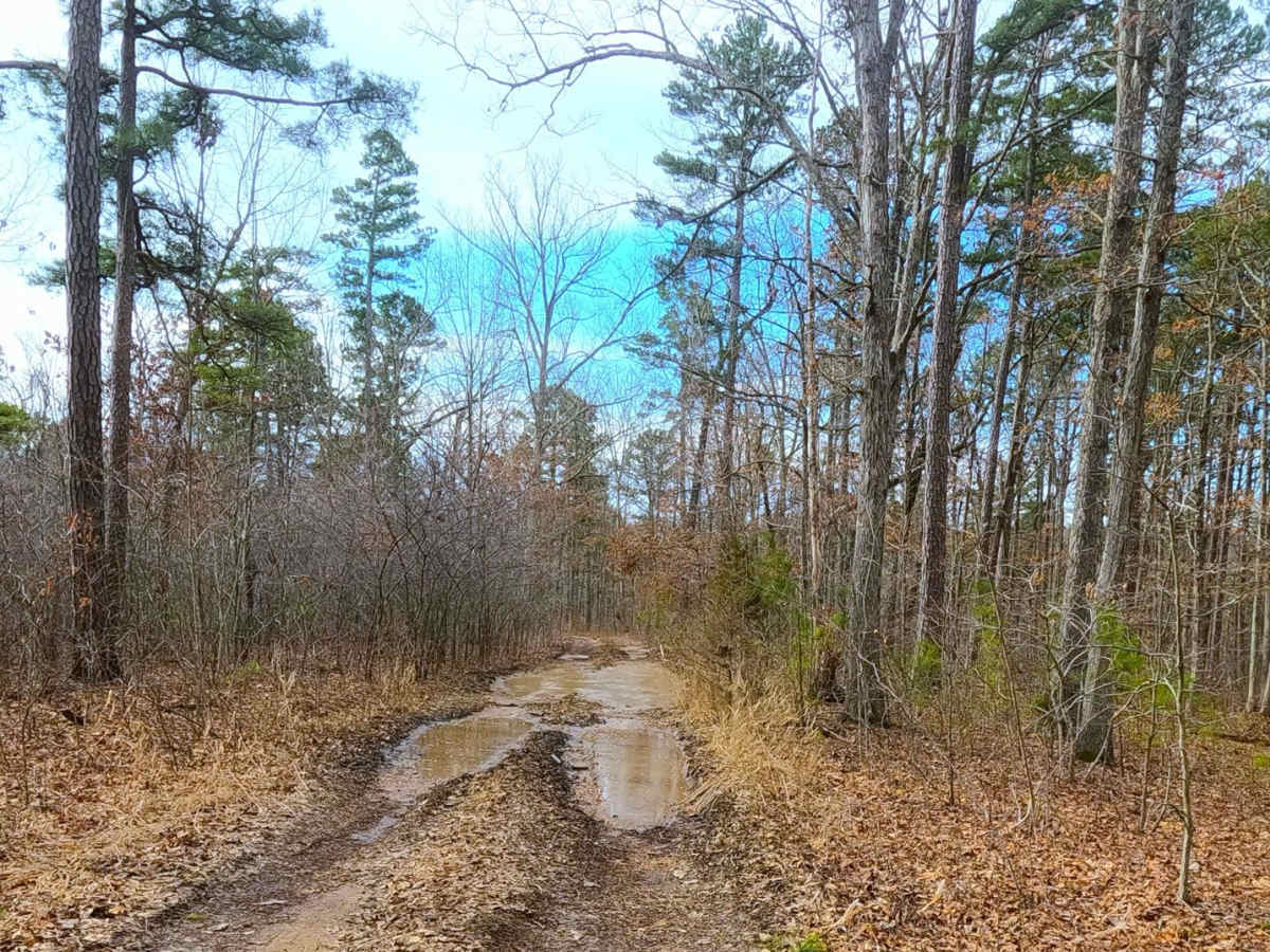 Trace Branch - FS 2225 photo 5