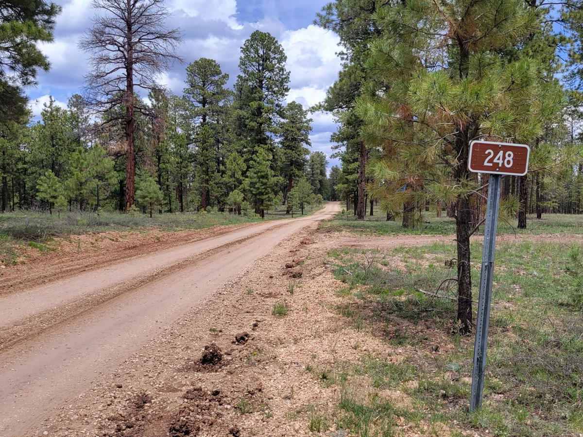 NF-248 trail photo