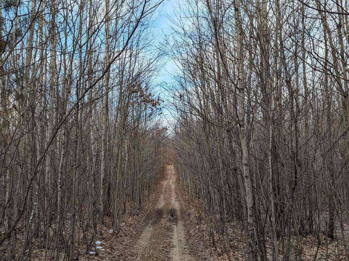 Washburn Trail trail photo