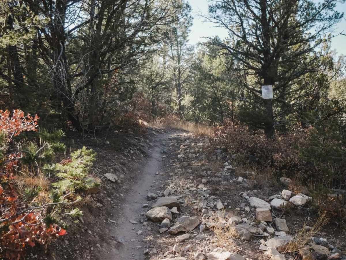 Pinyon photo 2