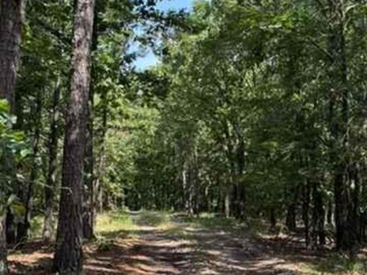 Jackson's Trail photo 3