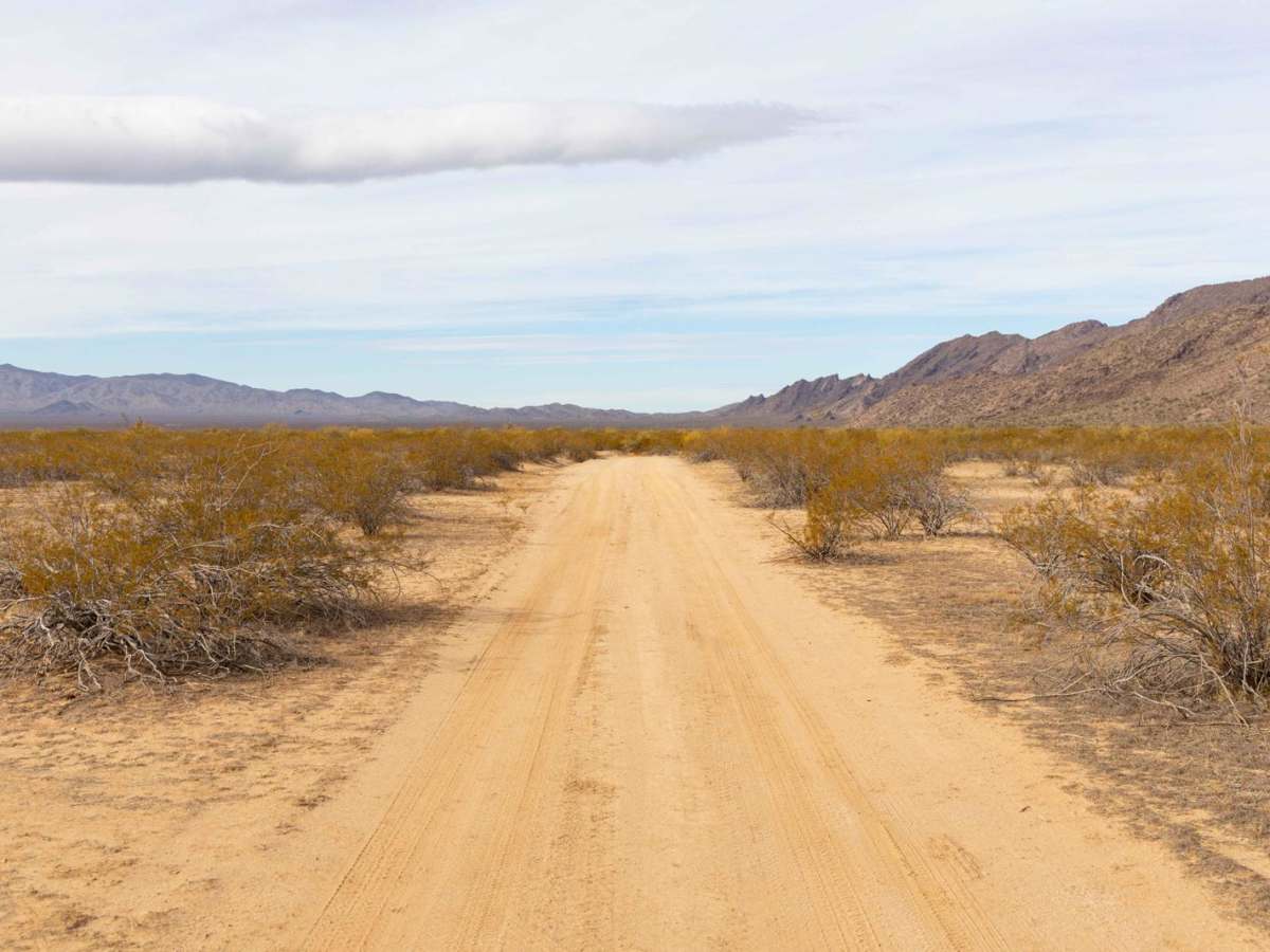 Fenceline Cholla photo 2