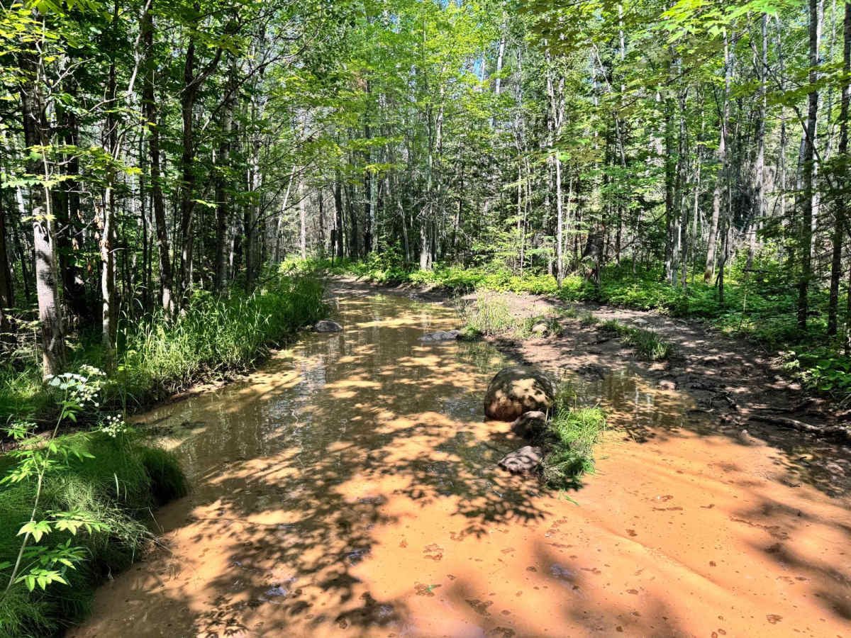 Mudpuppy photo 5