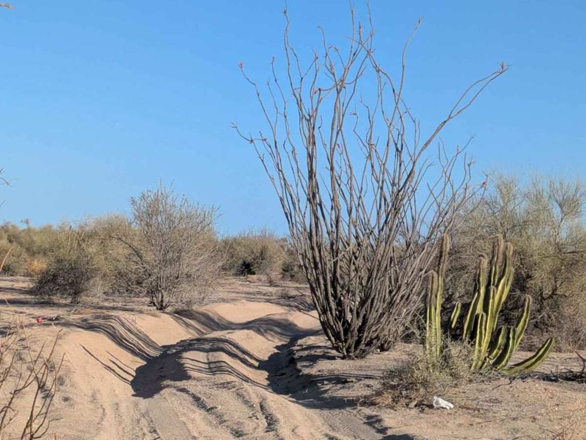 The Cortez Sand Trail trail photo