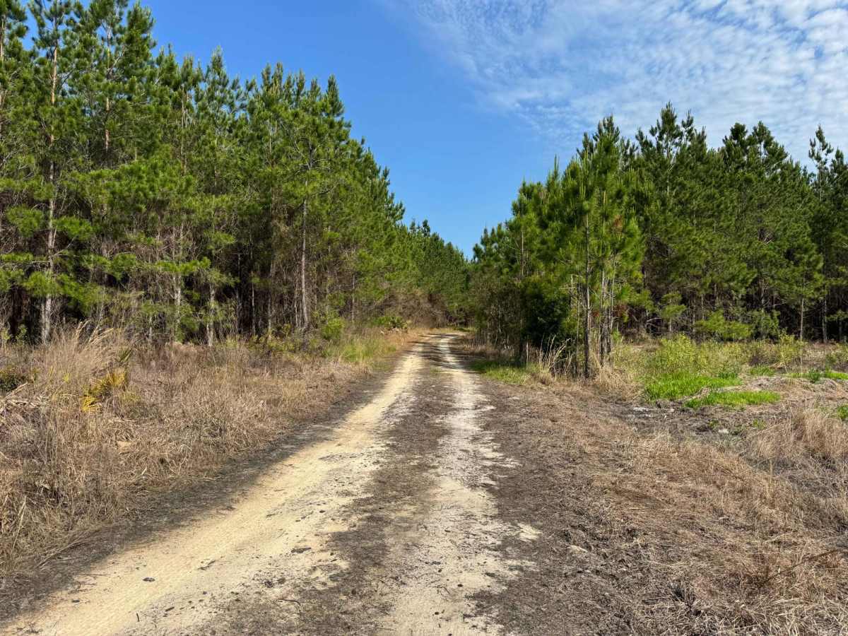 Fish Camp Road North photo 4