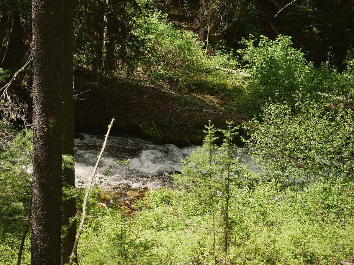 South Fork Sheep Creek photo 6