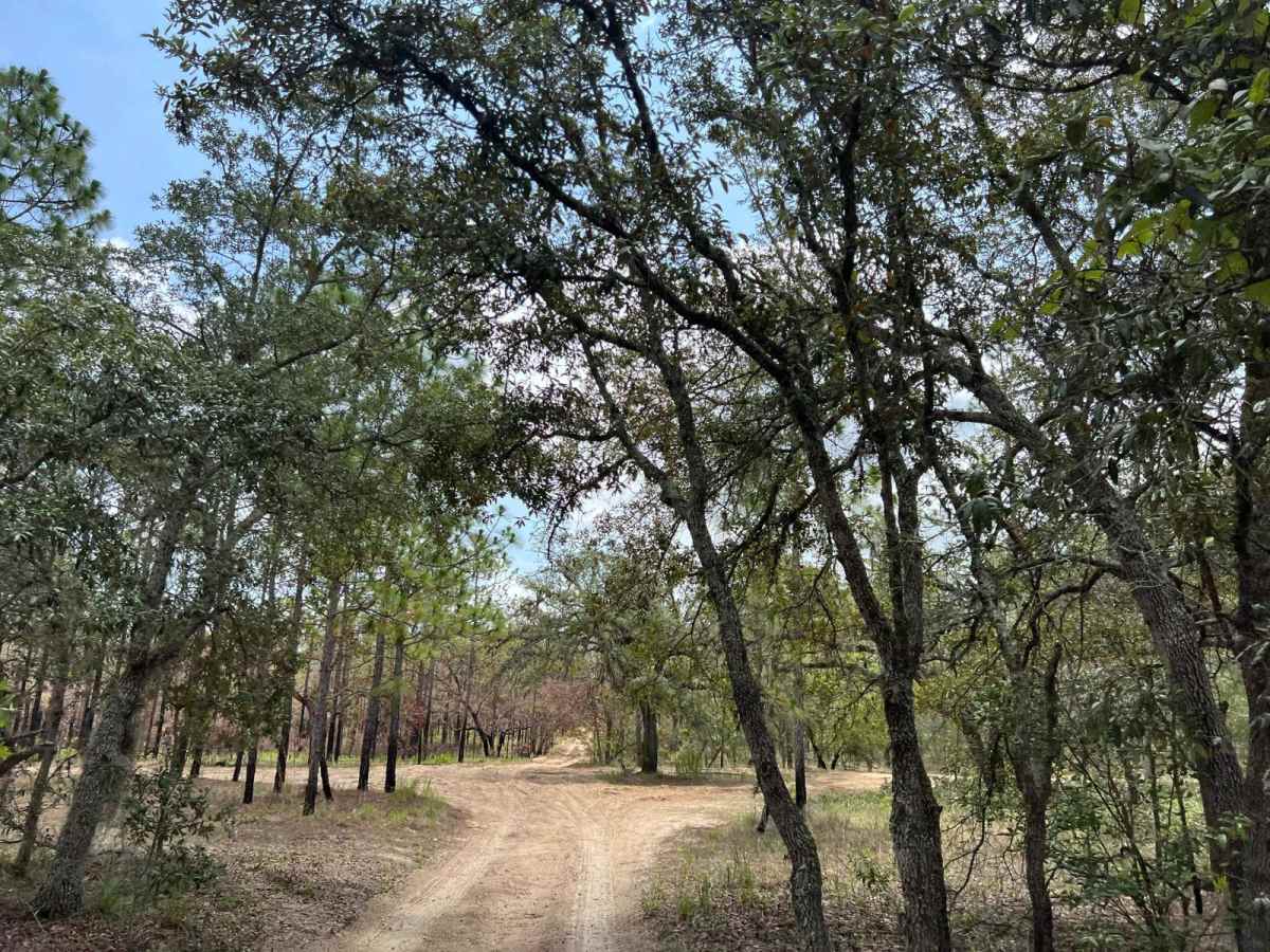 Citrus Wildlife Management | Trail 18 photo 5