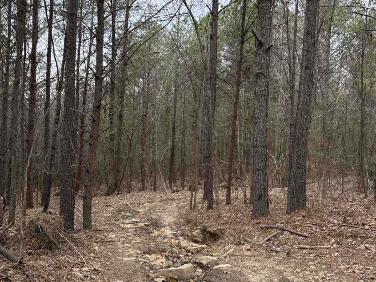#86 Stinger trail photo