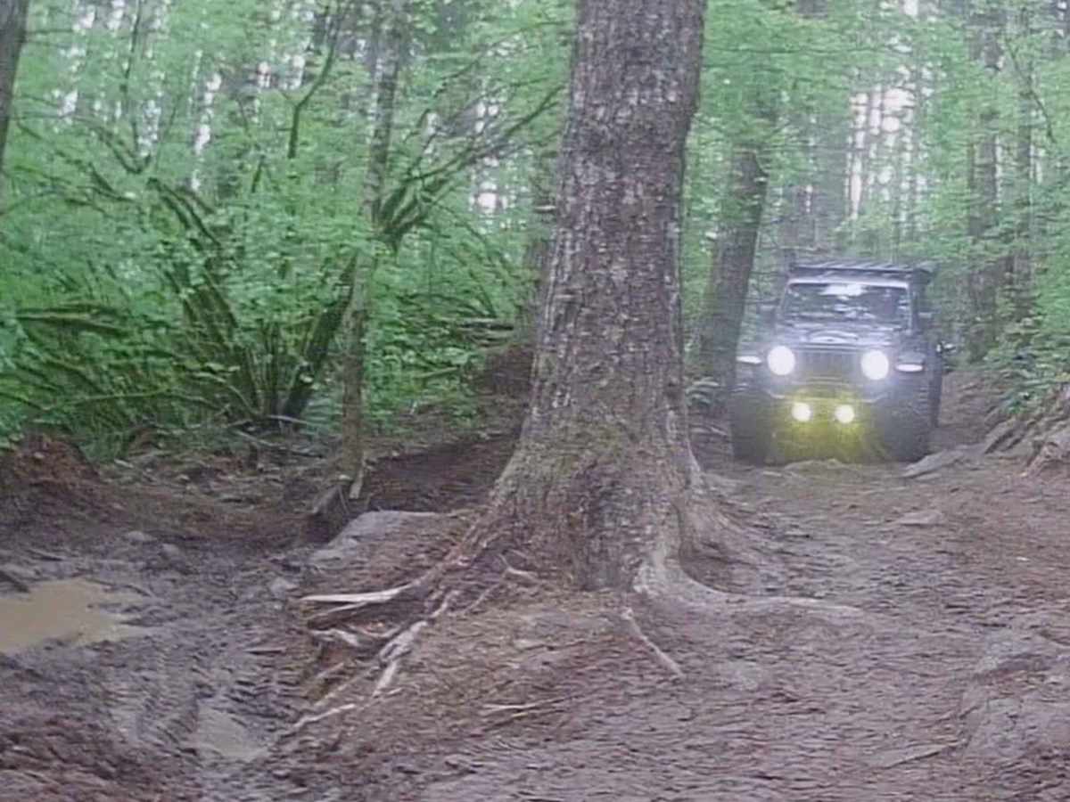 Cedar Tree - Jeep Badge of Honor Trail photo 3