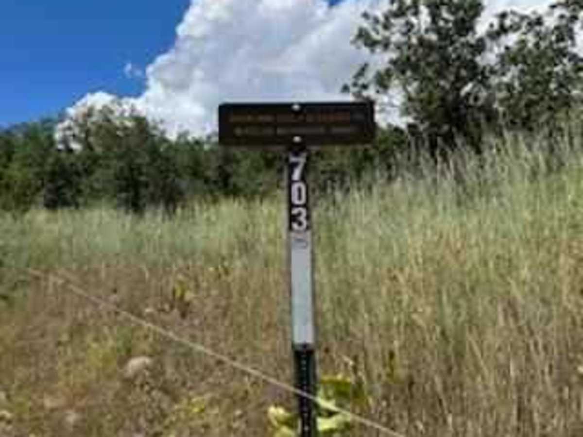 Holly Terror Road - FS 703 trail photo