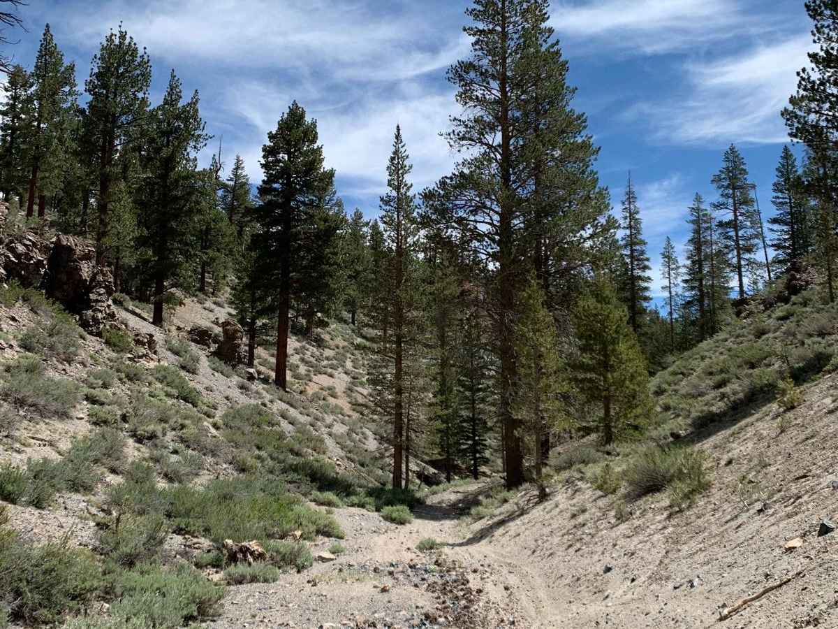 Dry Creek Gulch (28E210) trail photo