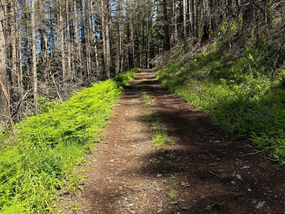 Tatoosh photo 2