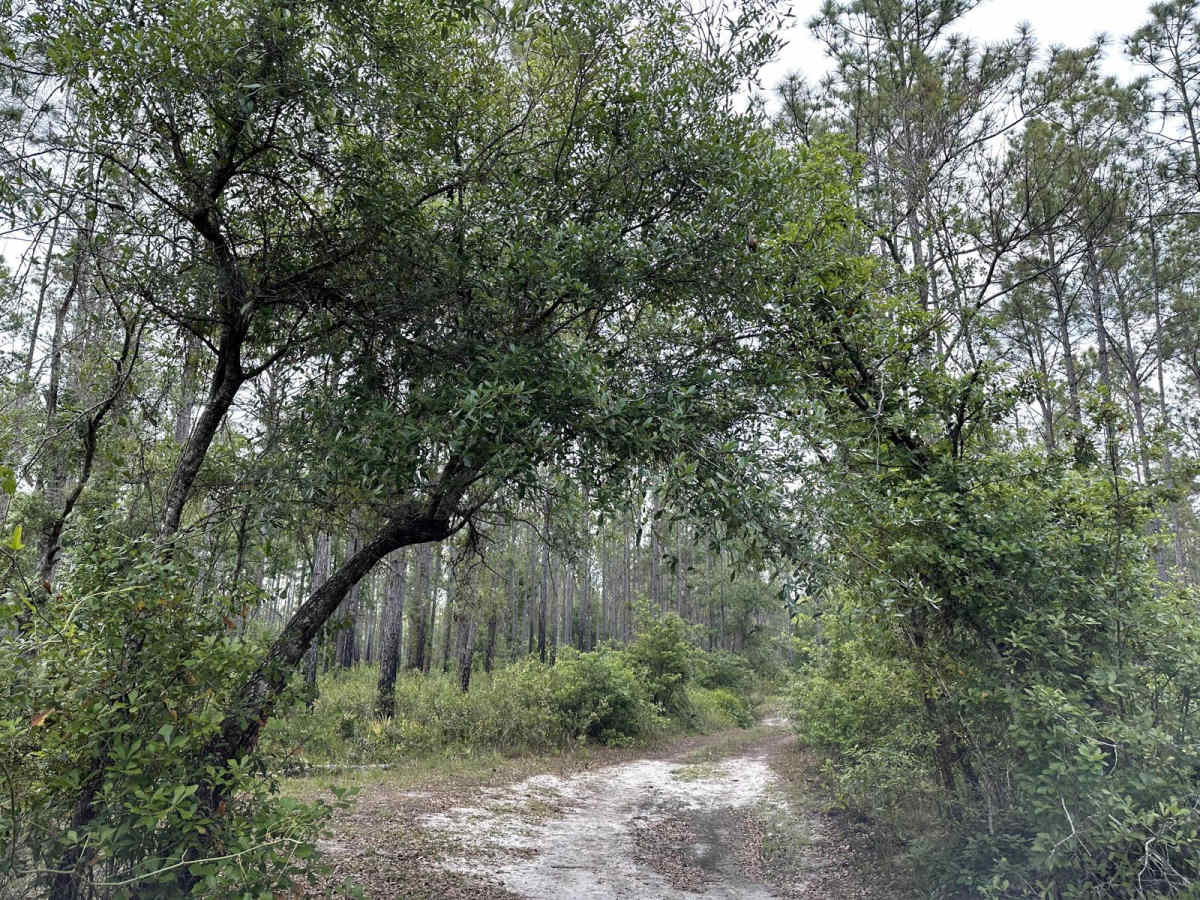 Richloam Wildlife Management Area SE Quarter Infinity Loop trail photo