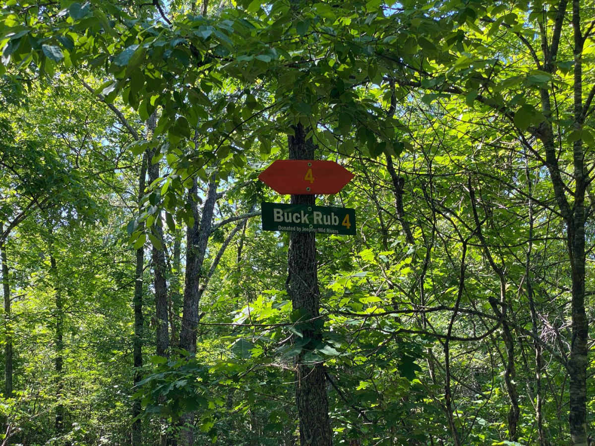 Buck Rub photo 6