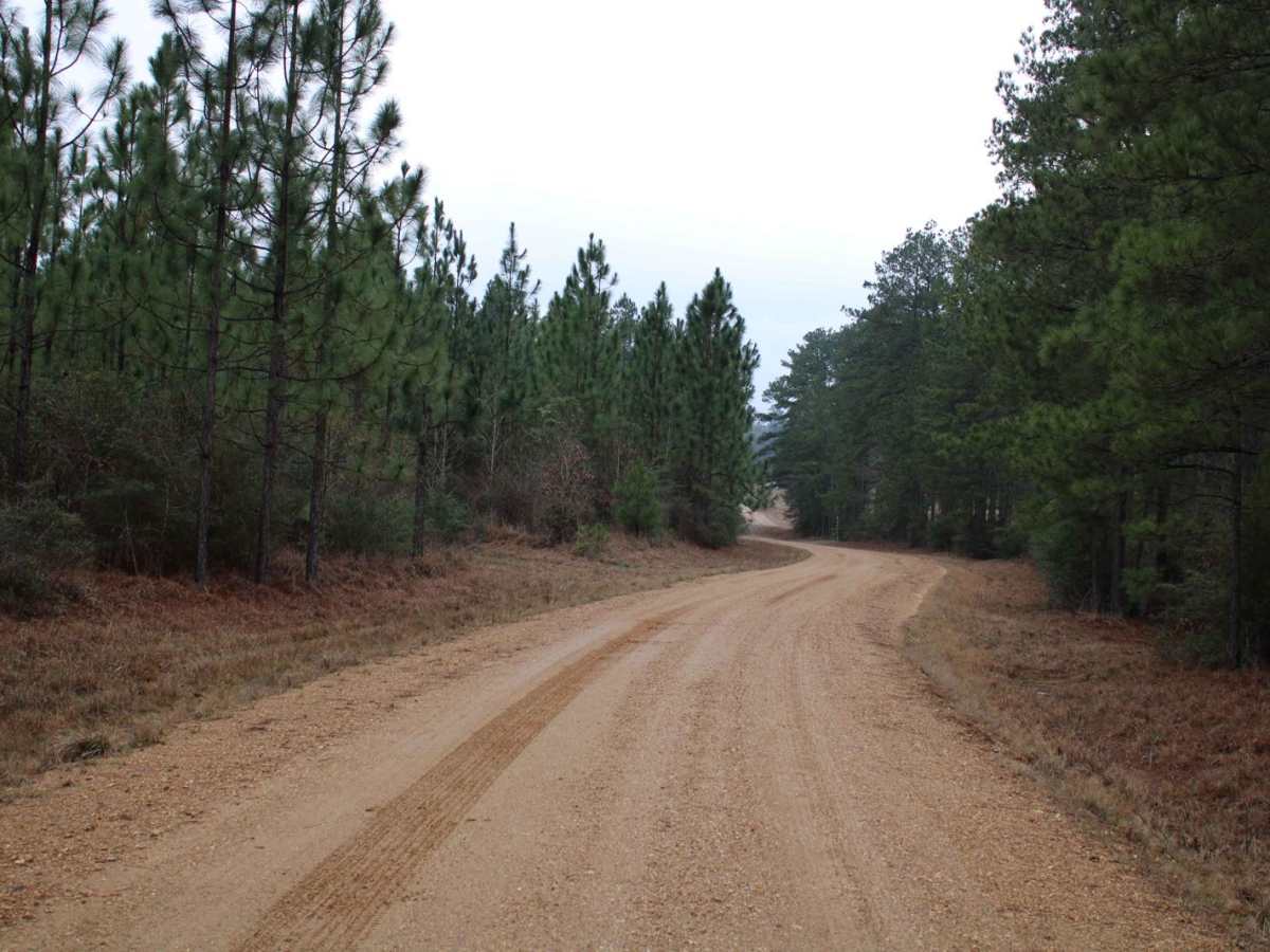 Plane Road (545) trail photo