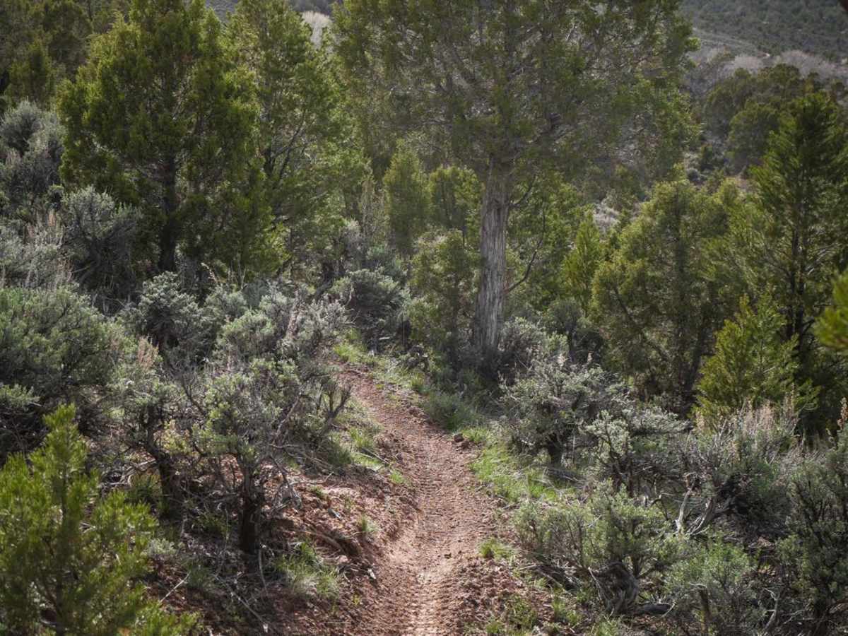 Elk Drop photo 5