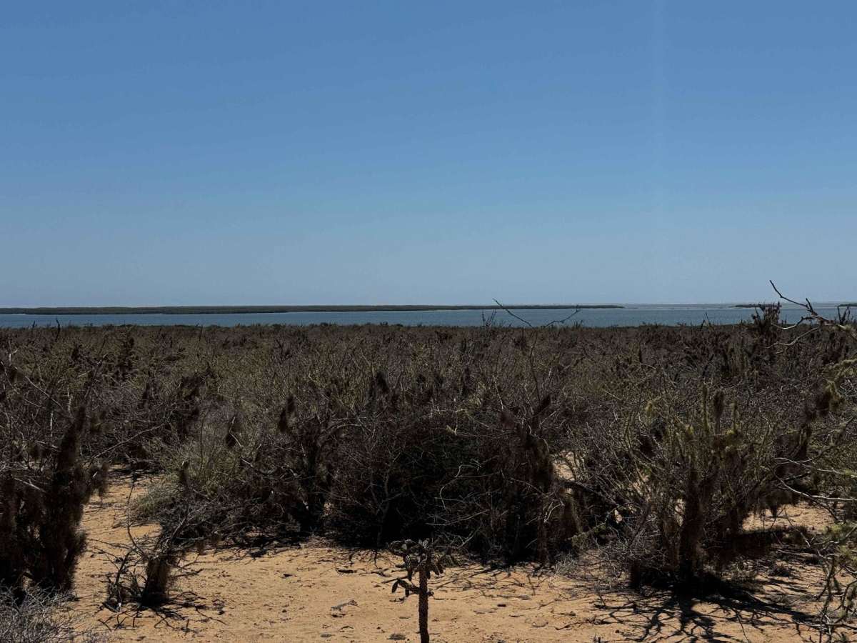 Middle Road-Mangroves photo 6