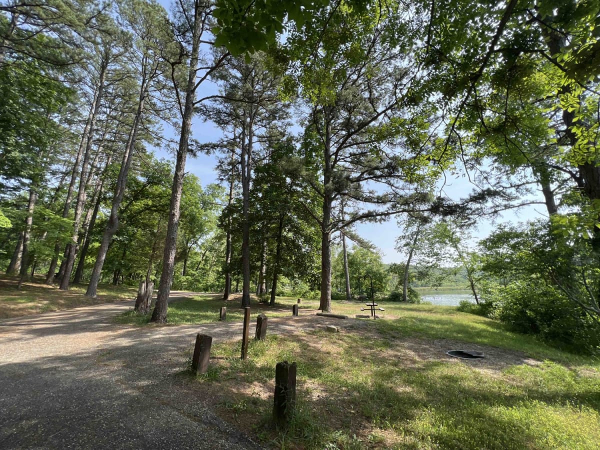 Leo Drey Forest 2221 photo 4