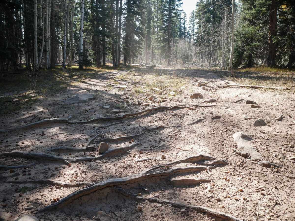 Aspen Loop photo 3