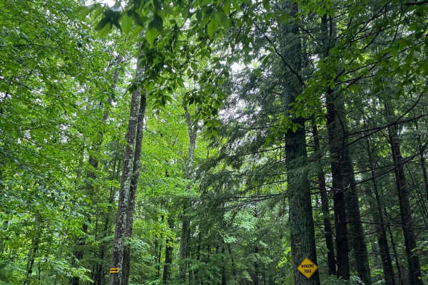 Forest Road 2330M