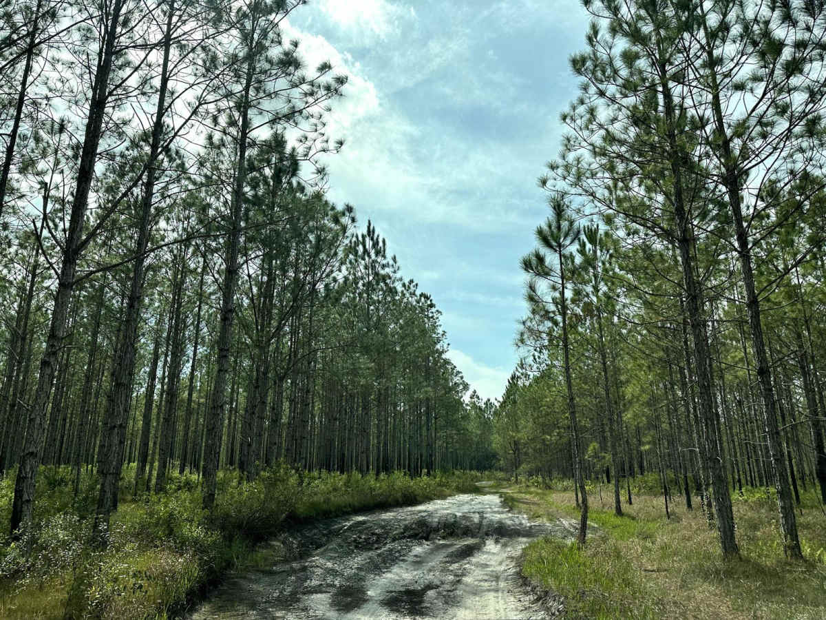 Richloam Wildlife Management Area SE Quarter Infinity Loop photo 6