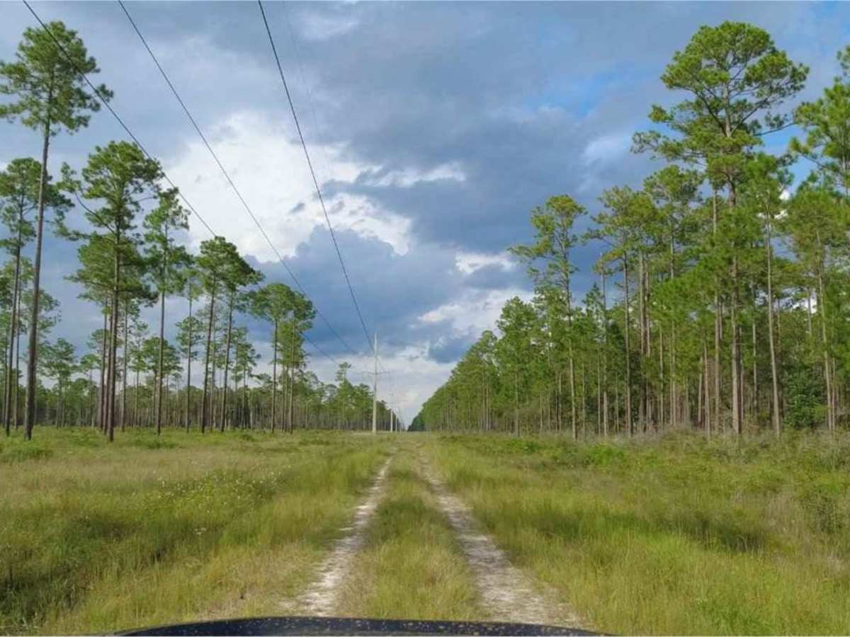 Cary State Forest - Cary Tract photo 2