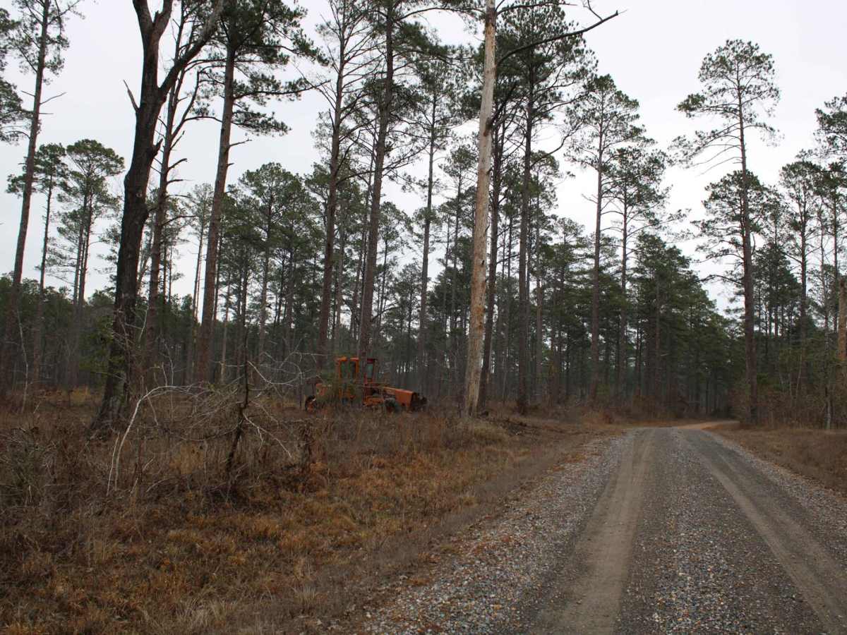 Gum Springs Campground photo 3