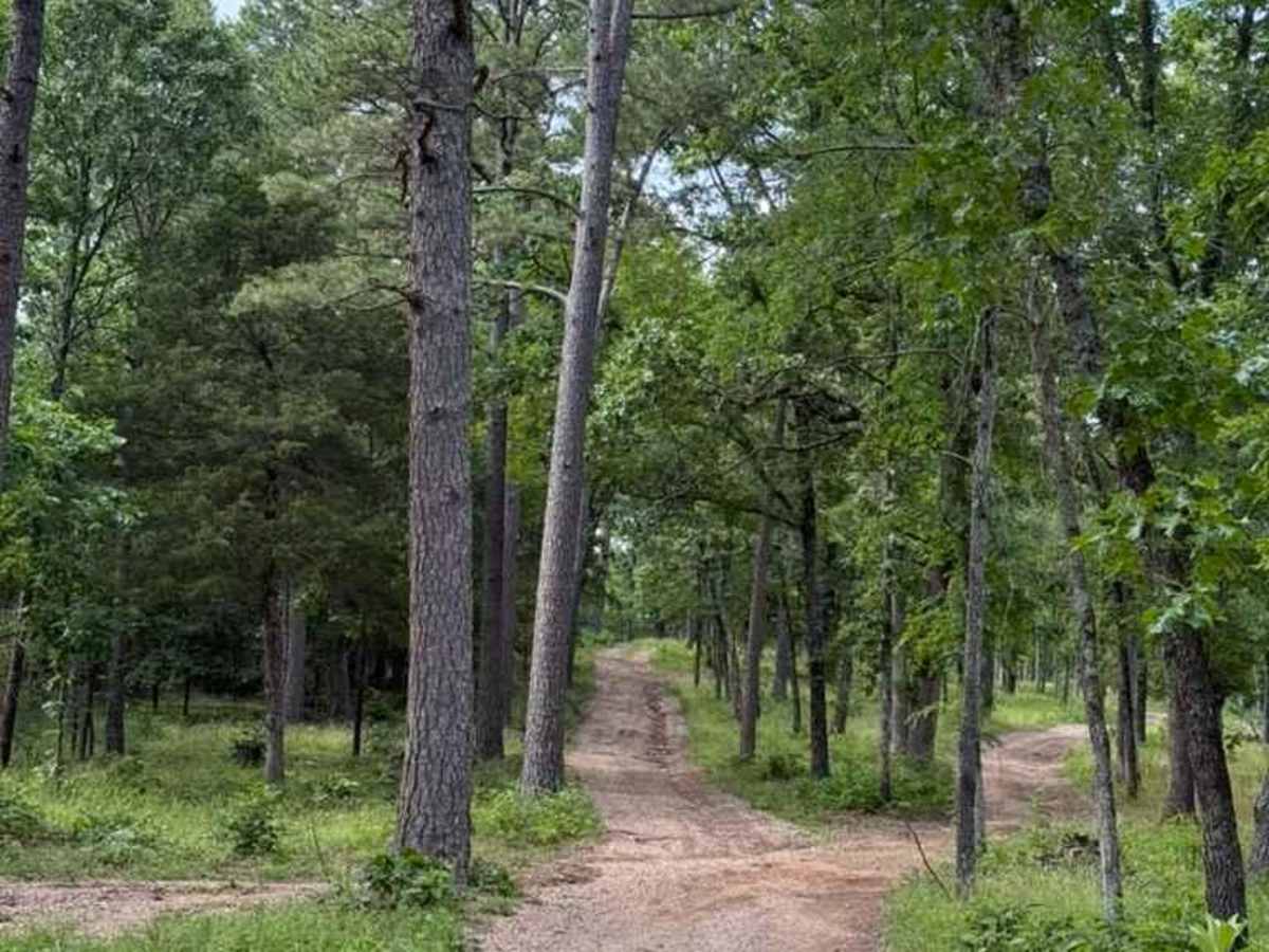 Brandon's Trail photo 4