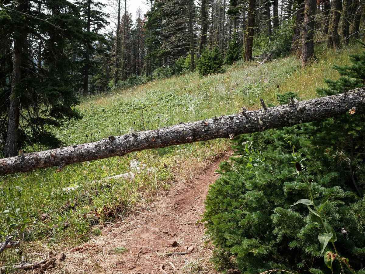 Upper Brackett Creek photo 5