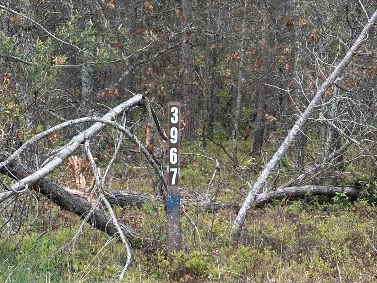 FS 3967 trail photo