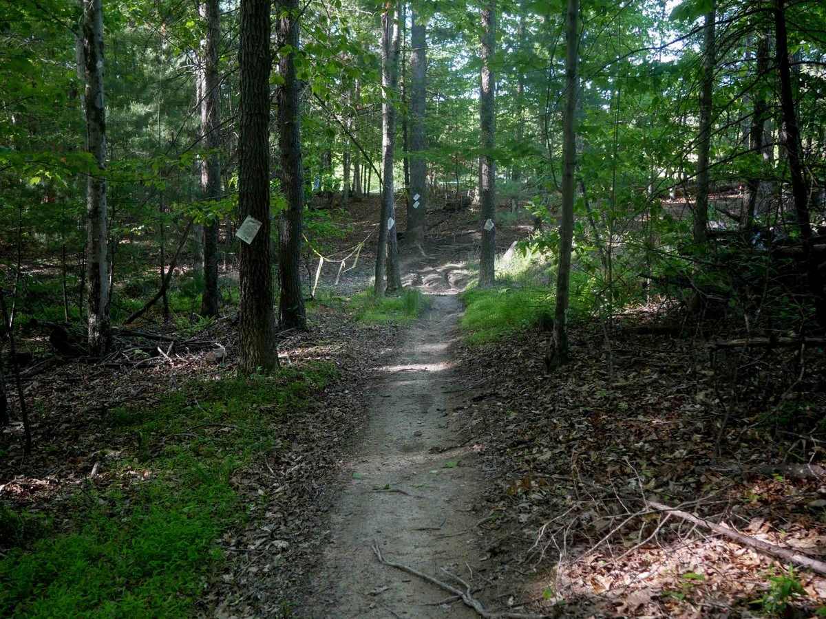 Single Track 3 trail photo