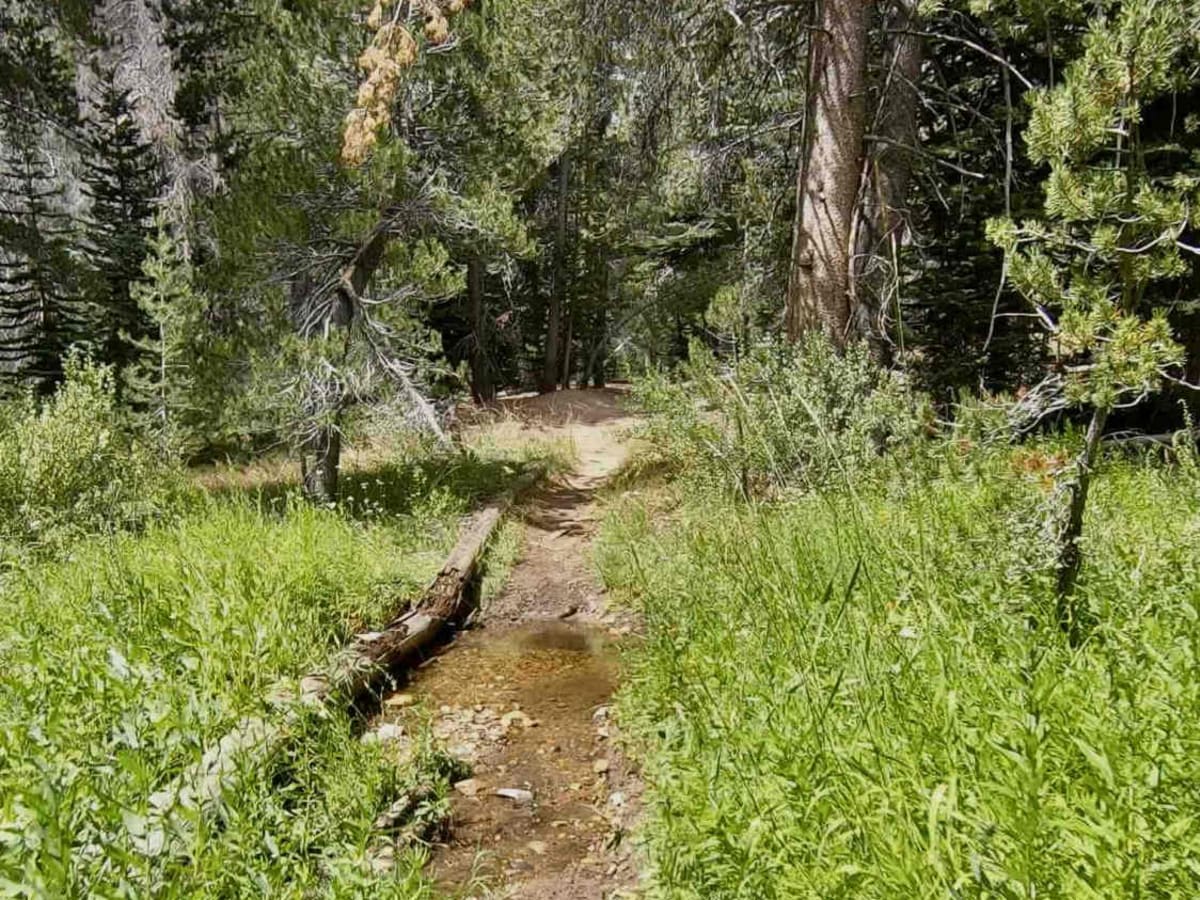 Trout Creek Trail photo 5