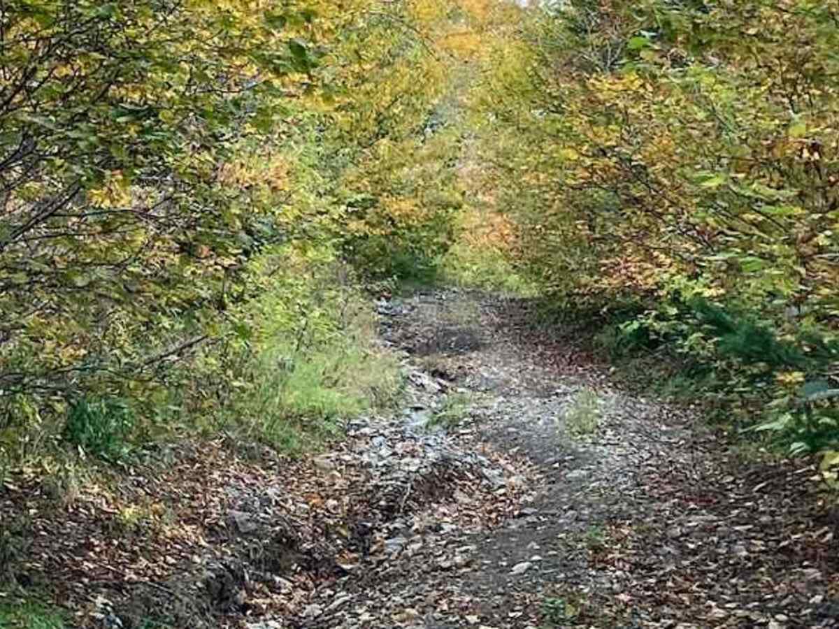 MacDonald's Glen Road photo 6