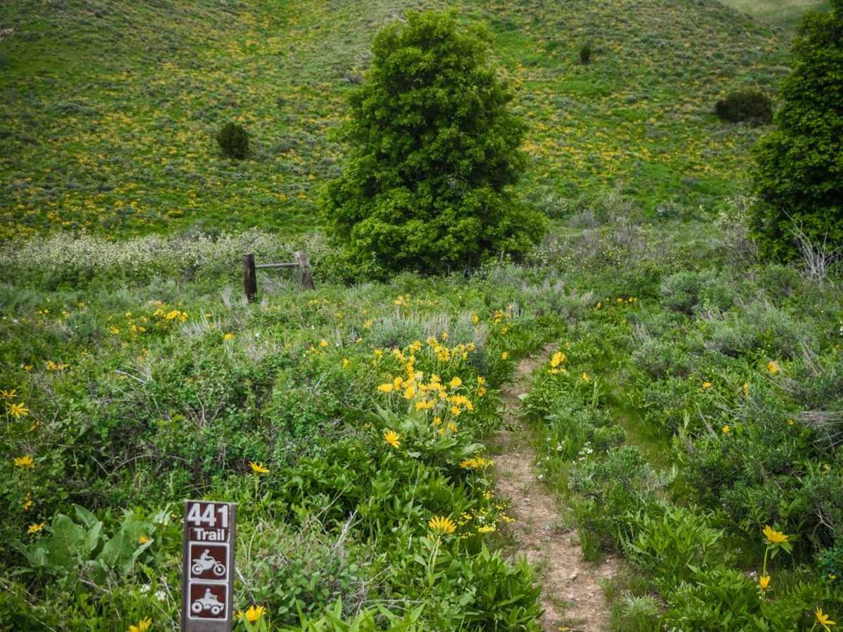 Ruben Hollow to Davis Basin 7441 trail photo