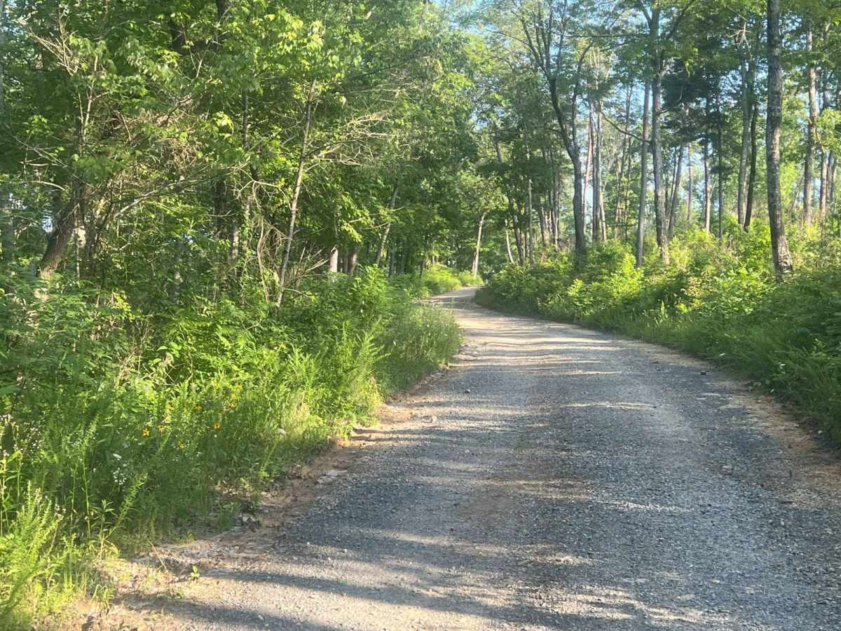 Dry Cr Branch B - Forest Road 226B photo 4