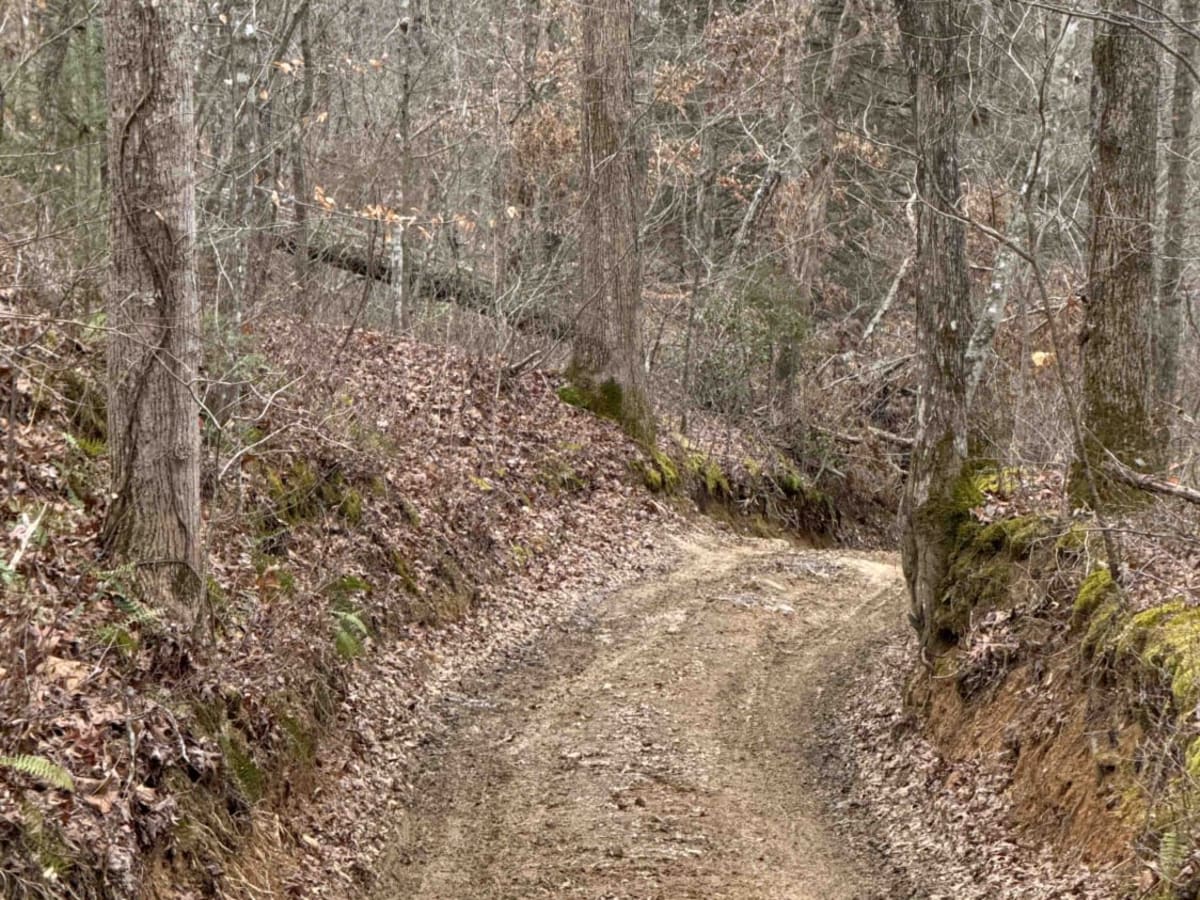 Lawrence Phillips Road to Carpenter Ridge (FSR 453) photo 6