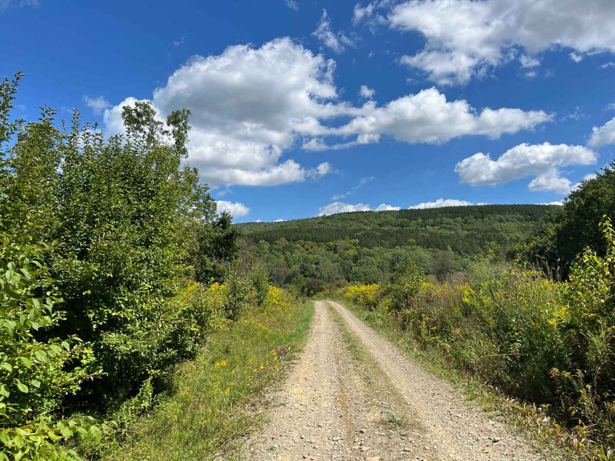 Cabin Road photo 3