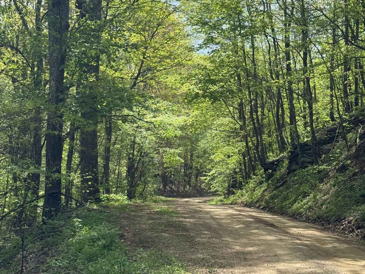 Harper Creek Road - FS 58 photo 6