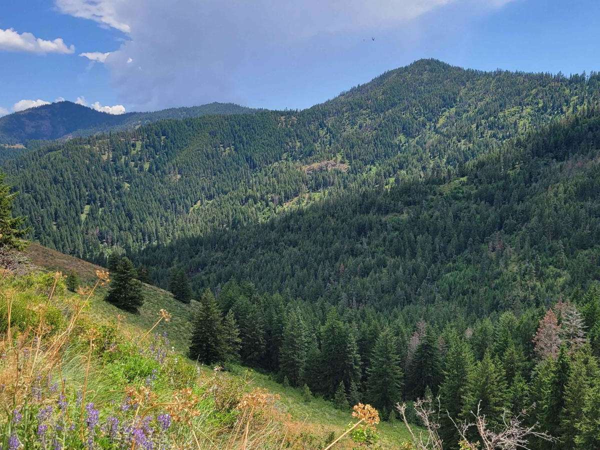 Poorman Creek Road (NF 4300300) photo 6