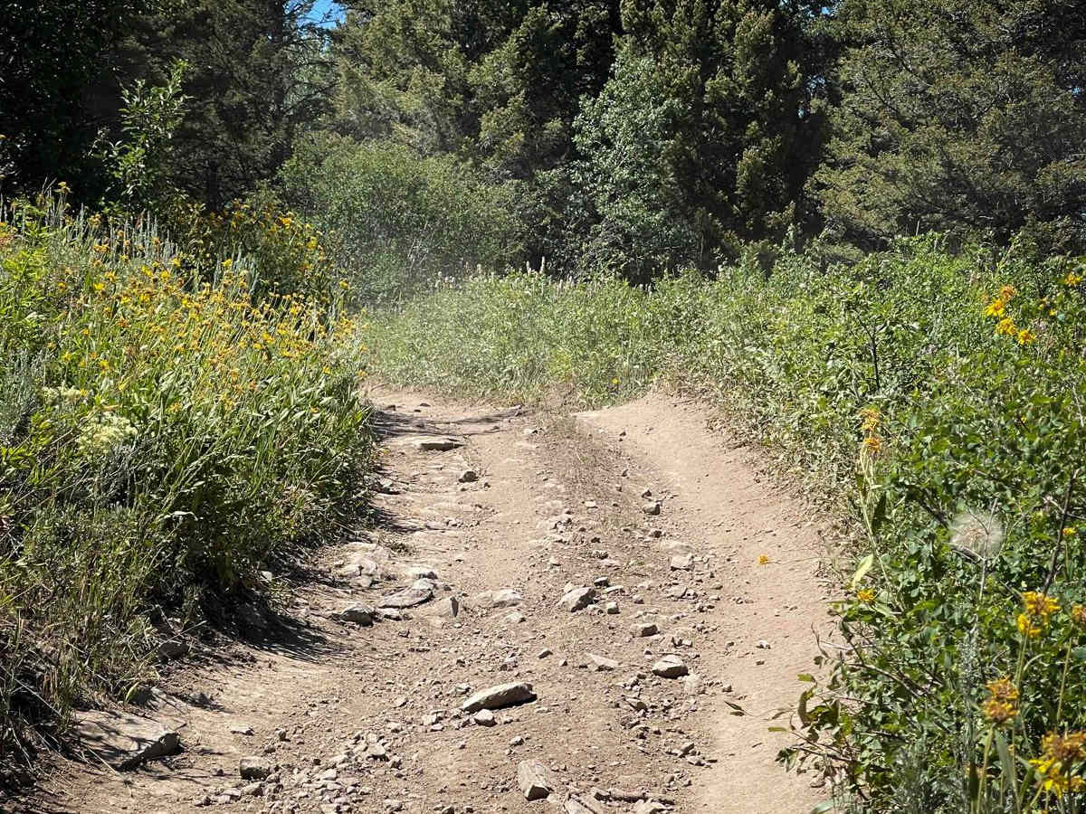 Nickerson Grove trail photo