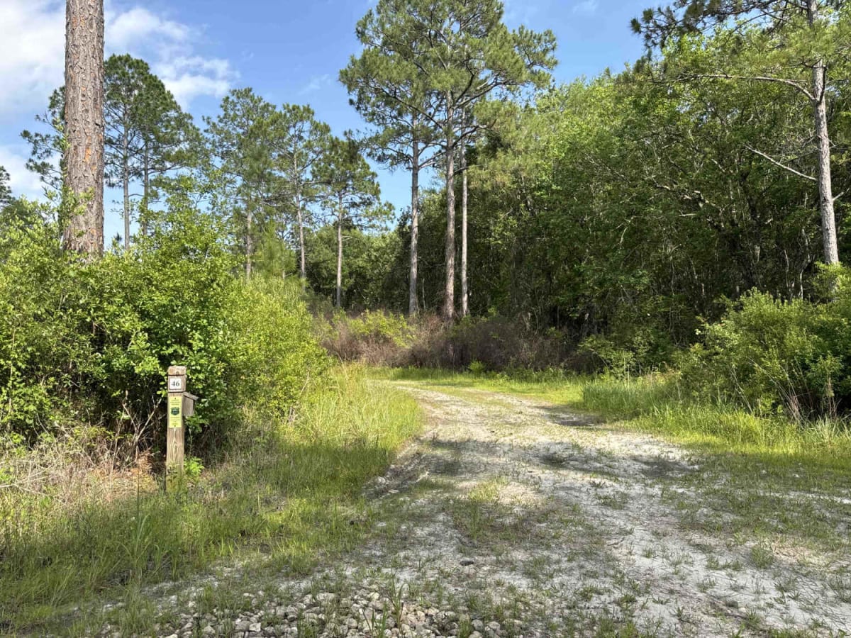 Warren Bluff Road photo 6