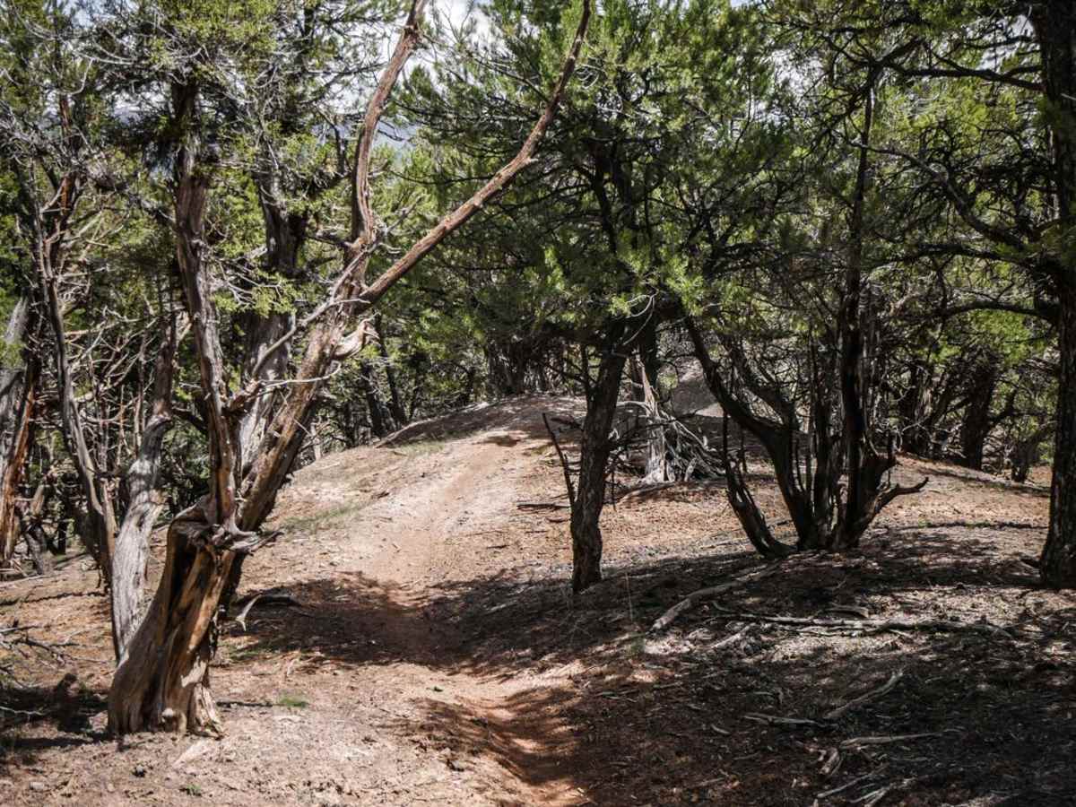 The Maze Trail photo 3