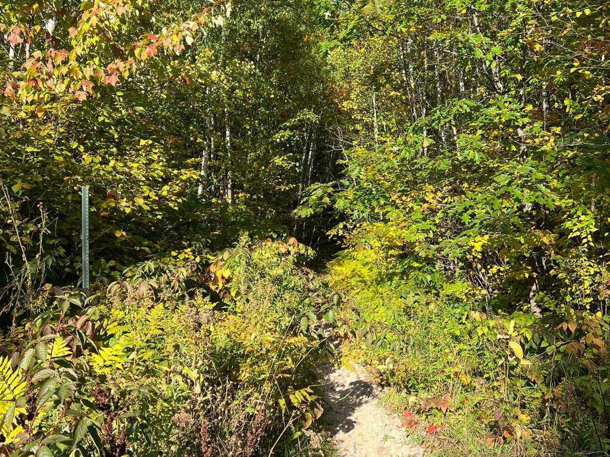 Paul Bunyan's Overgrown ATV Trail trail photo