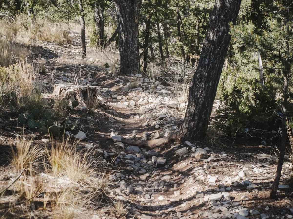 Rattlesnake photo 3