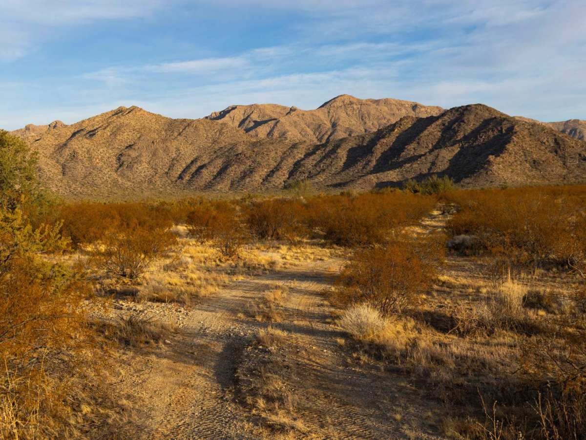 Cholla Camp photo 4